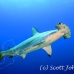 shark_hammerhead_scalloped_dar_h_0244_ecu1029.jpg